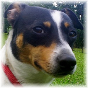 SAMSUNG DIGITAL CAMERA