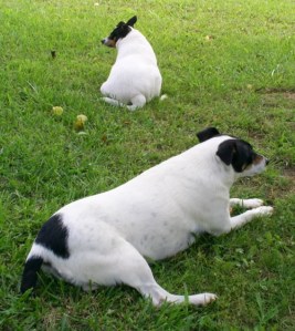 Under the redbud tree in June