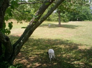 Wandering around the yard