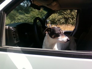 Spike looks to the rear.