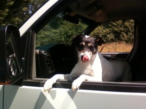 Spike licks his chops.