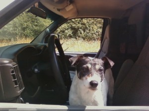 Spike wants a reward. Of course.