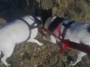 Sniff out the details, crew!