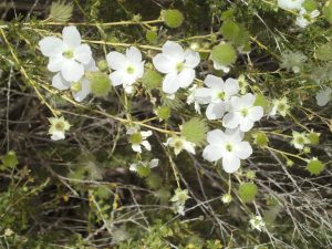 White flowers along a desert path, Elephant Butte, NM