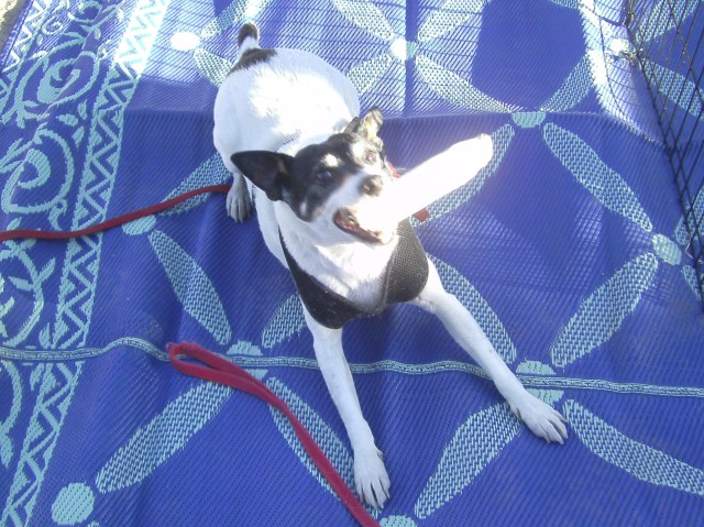 Spike loves his new chew bone.