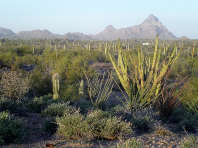 Sonoran Desert