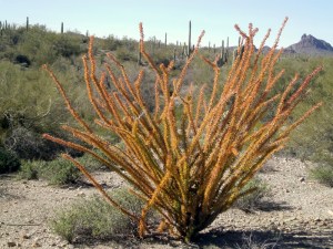 You're right! Ocotillo!