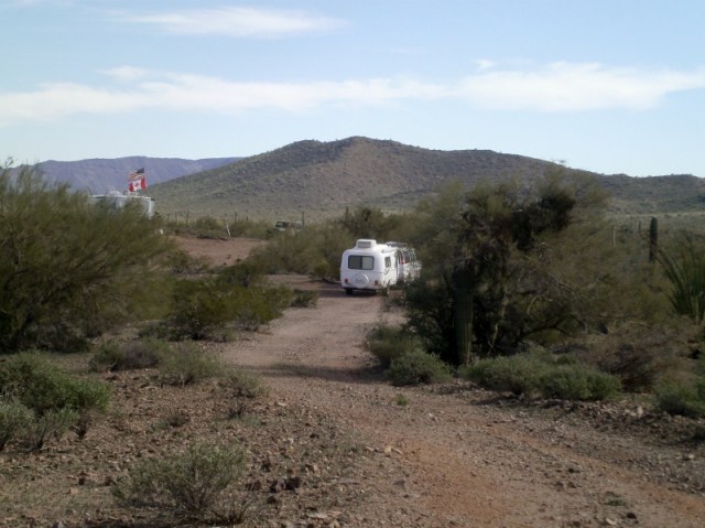 See how full the palo verde are?