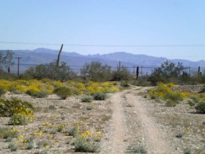 with mountains on the horizon . . .