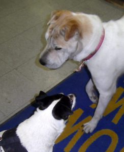 Spike makes a pal everywhere he goes.