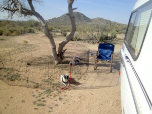 Dappled shade for the crew and me!