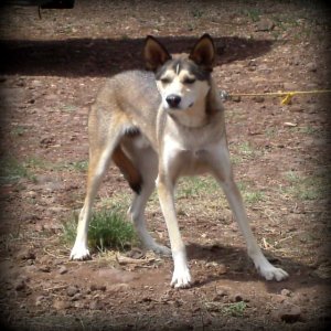 SANYO DIGITAL CAMERA