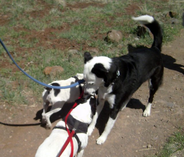 SANYO DIGITAL CAMERA