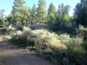Walk along the North Rim