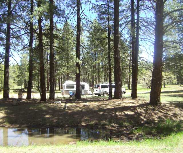 The pines are so tal they don't fit in the photo!