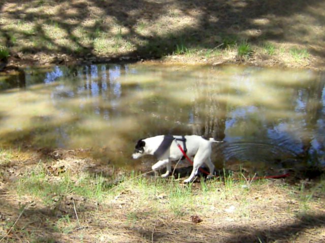 Spike, the water spaniel disguised as a rat terrier