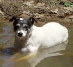 "I feel like a new dog!"