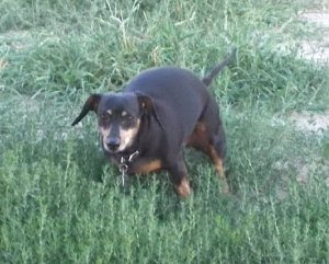 Where's your pooper bag, doxie?