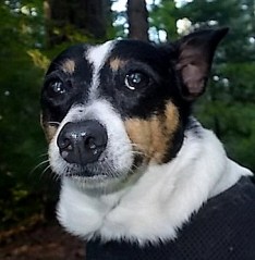 Sad little honey badger