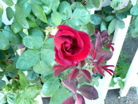 One of Chuy's roses