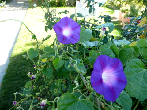 Vivid color in the morning!