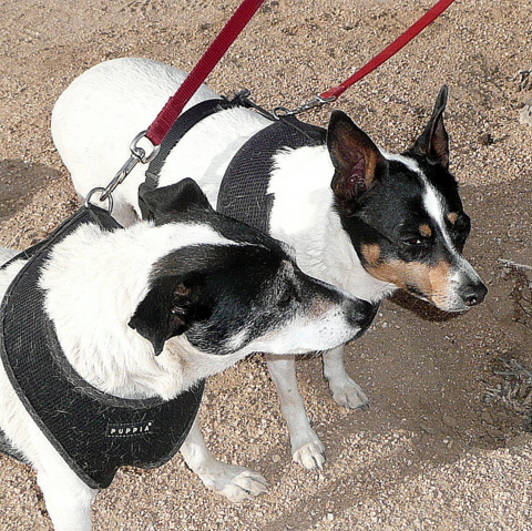 Spike's Thanksgiving Plot