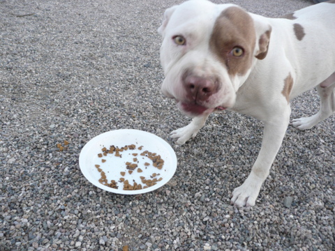Buddy glances up and then goes back to feeding his face.