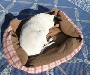 Bridget snoozing in the doggie bed