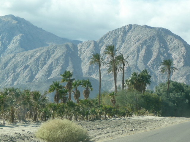 Palm trees against the mountains, Borrego Springs, CA