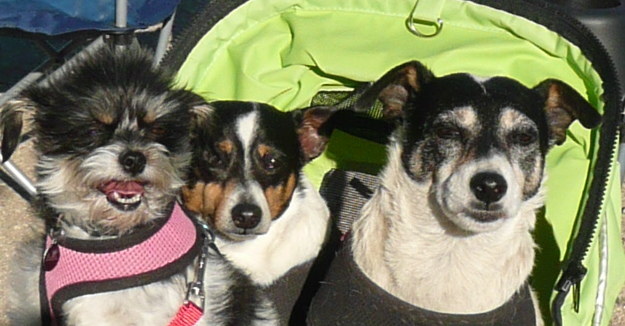 Bridget, Spike, and Bella