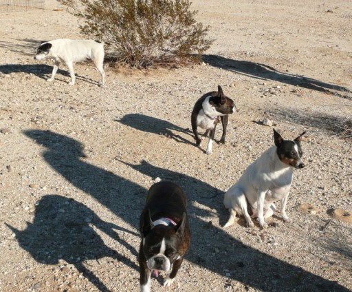 The crew with Sophie and Louie