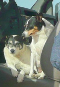 Spike and Bridget in the driver's seat.