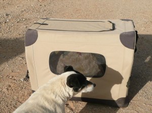 Spike inspects the canine condo for damage.