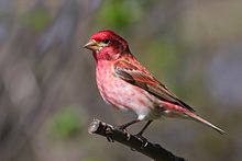 220px-Carpodacus_purpureus_CT3