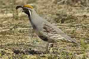 quail