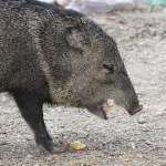 javelina