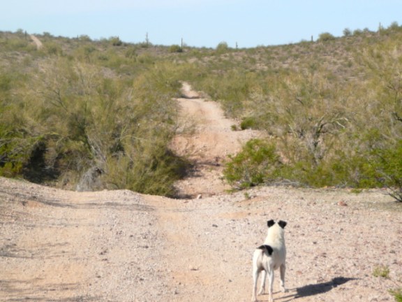 1-P1020872 - Copy (2)