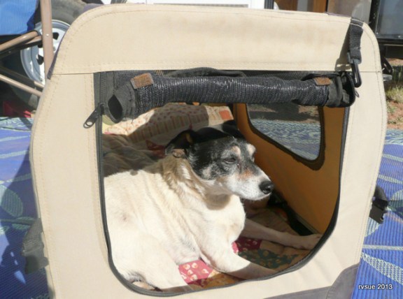 Spike considers himself the rightful tenant of the canine condo.