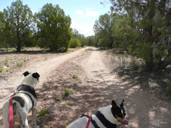 Spike rests standing up, ever alert.  Bridget immediately lies down.