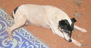 Nothing like a little snooze in the DIRT.