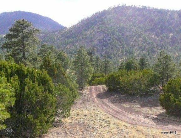 Further into the forest we go . . .