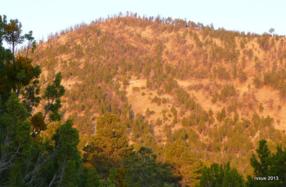 Burned trees are evidence of the fire a few years ago.