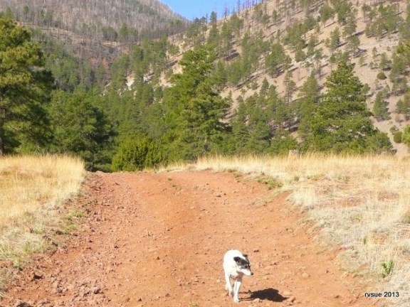 The ground is dark grey in some areas, reddish brown in others (just so you know this camera doesn't lie).