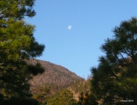 Moon above the pines