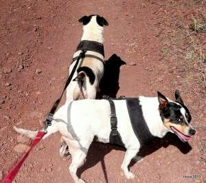 Bridget and Spike are connected so I only have to hold one leash.