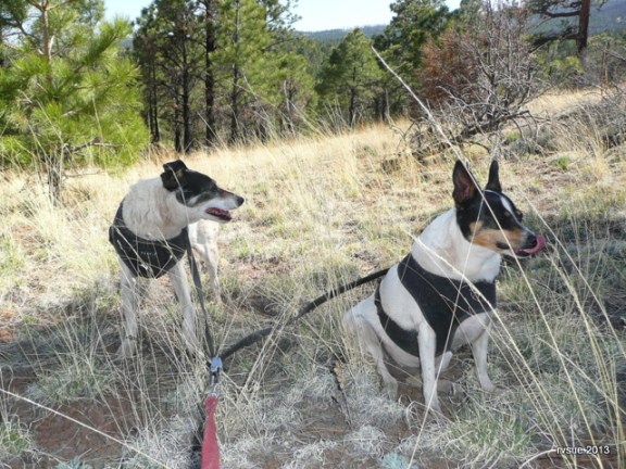 Bridget and Spike enjoy a rest in the shade.