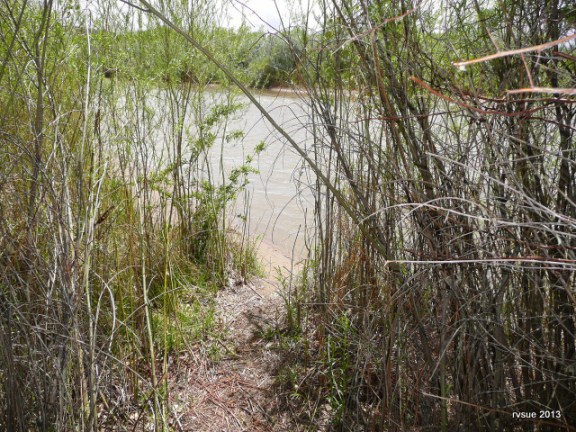 The crew and I take the path through the willows.