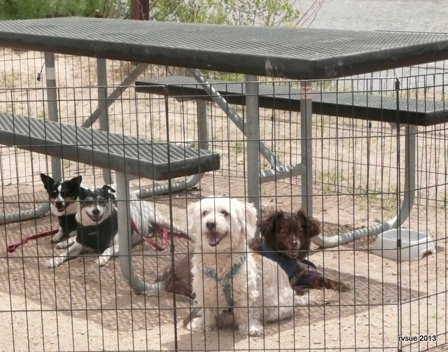 Happy canine camper companions!